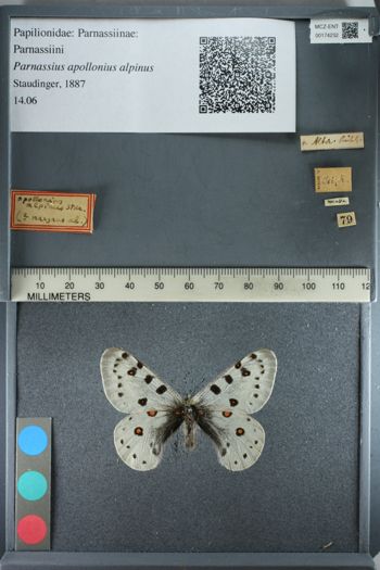 Media type: image;   Entomology 174232